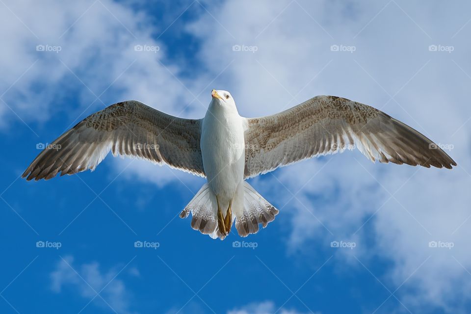 Beautiful Seagull Background