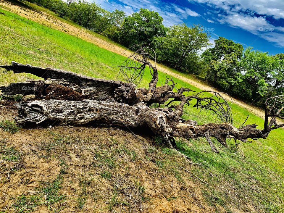 A deadwood fallen in a water pan in a green forest with short trees.