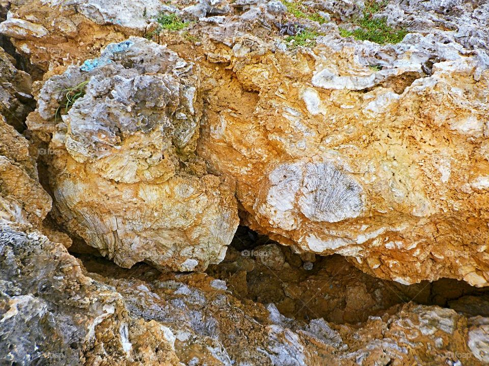 Dominican Republic Fossils