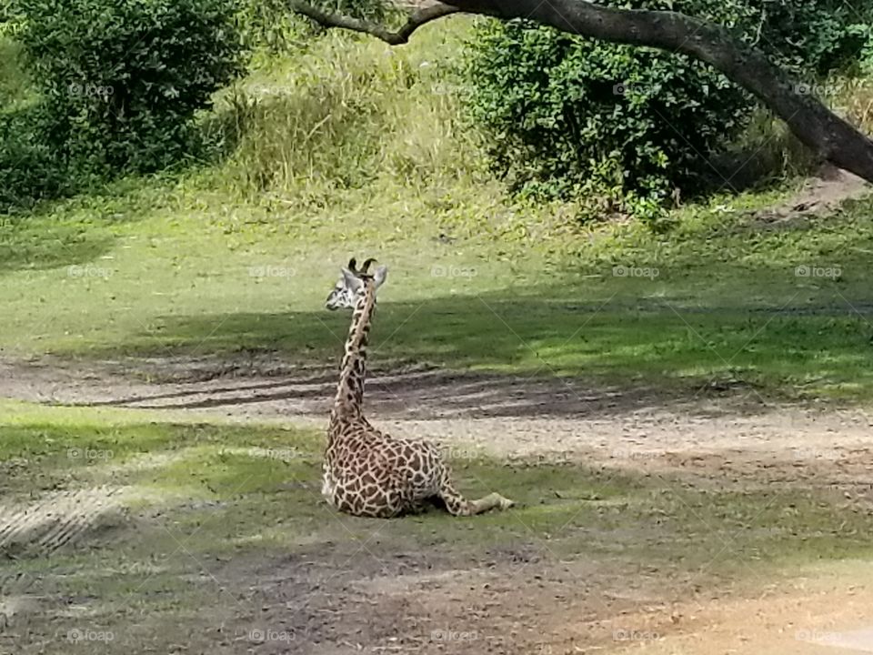 Baby Giraffe during the Safari at Animal Kingdom