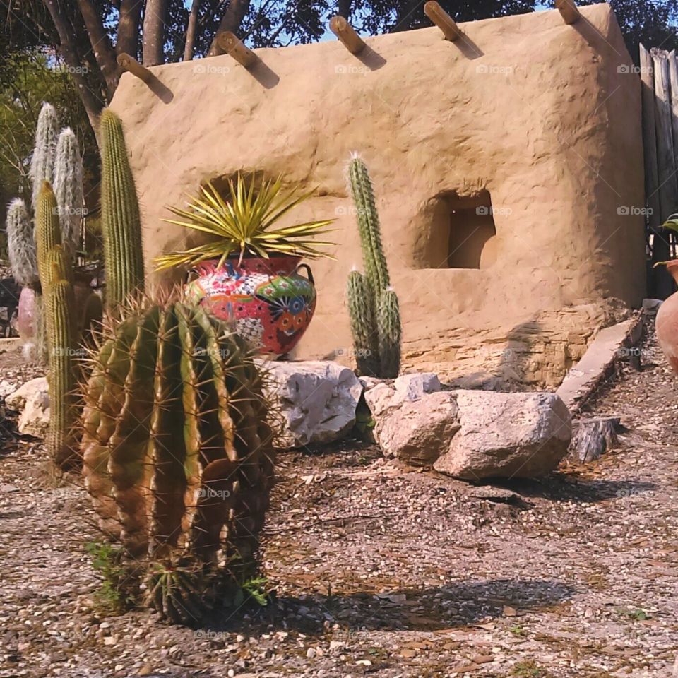 Cactus garden.