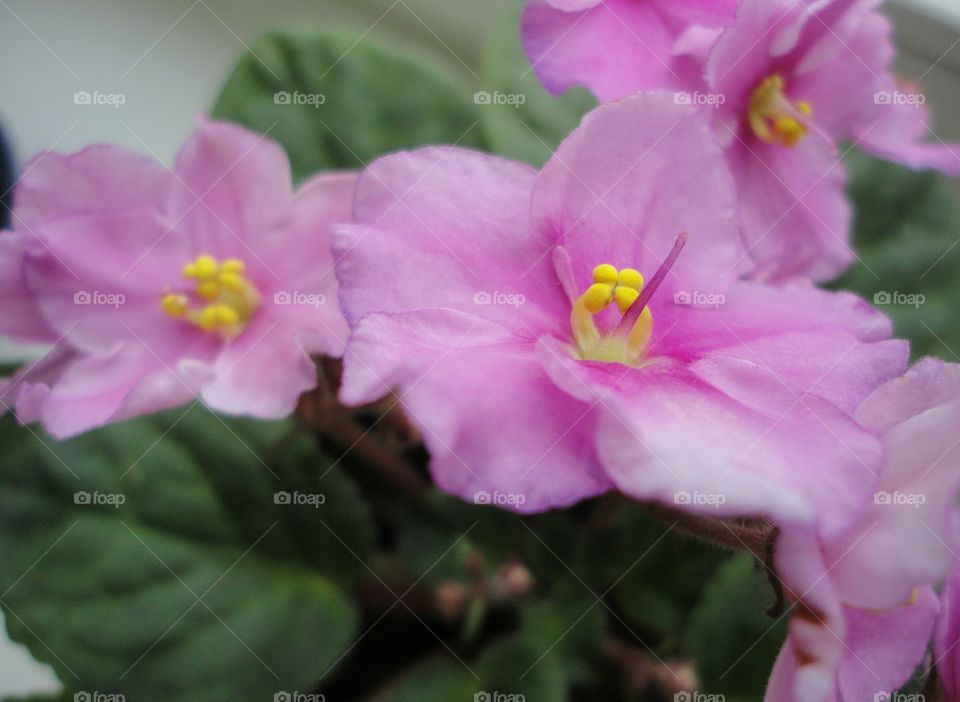 Flower, Nature, Flora, Leaf, Garden