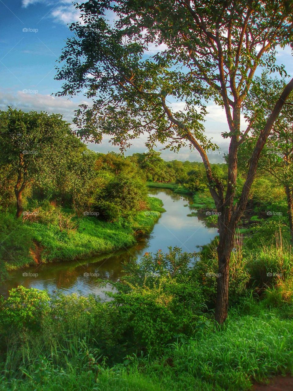 Early morning safari