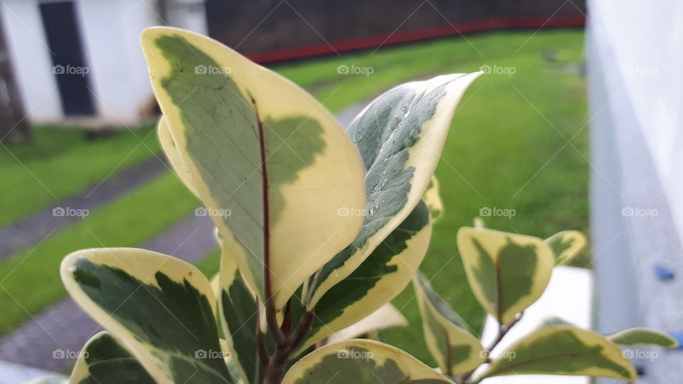 Green and white colour plant at the garden