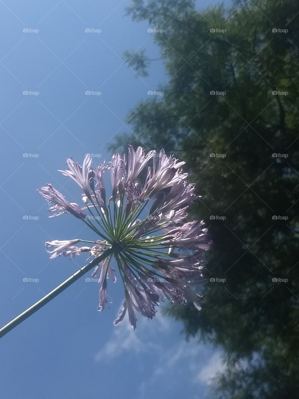 agapanthus and Blue sky