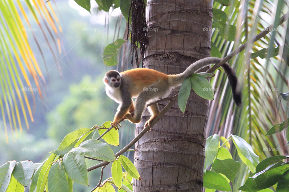 Spider monkey . Taken on the West coast of Costa Rica early in the morning 