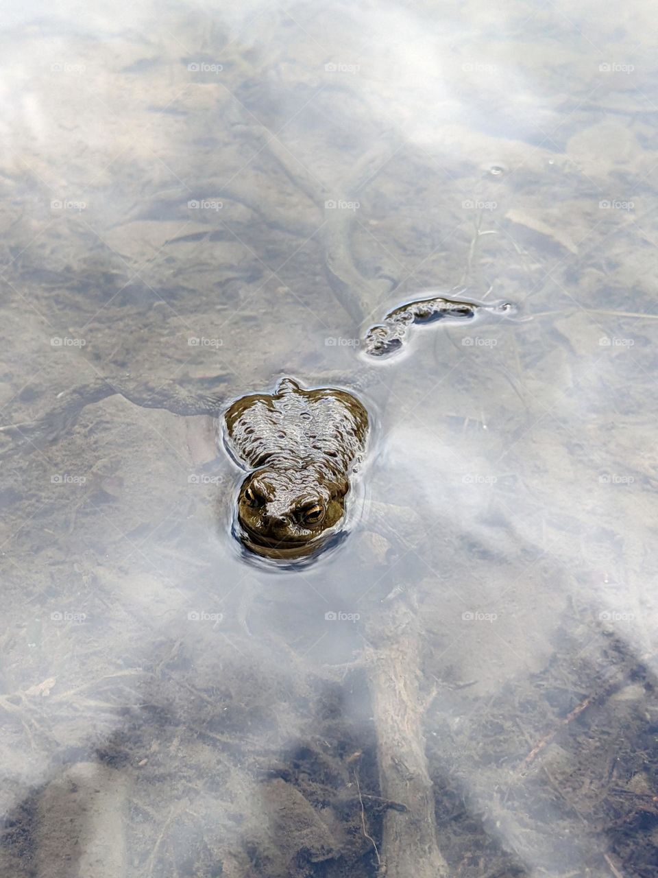 Frog relax in the lake