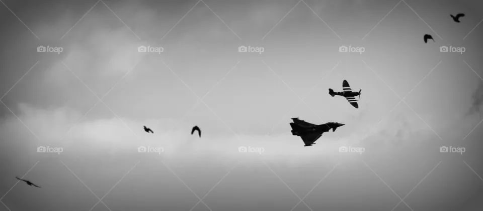 Flight, Bird, Airplane, Aircraft, Sky