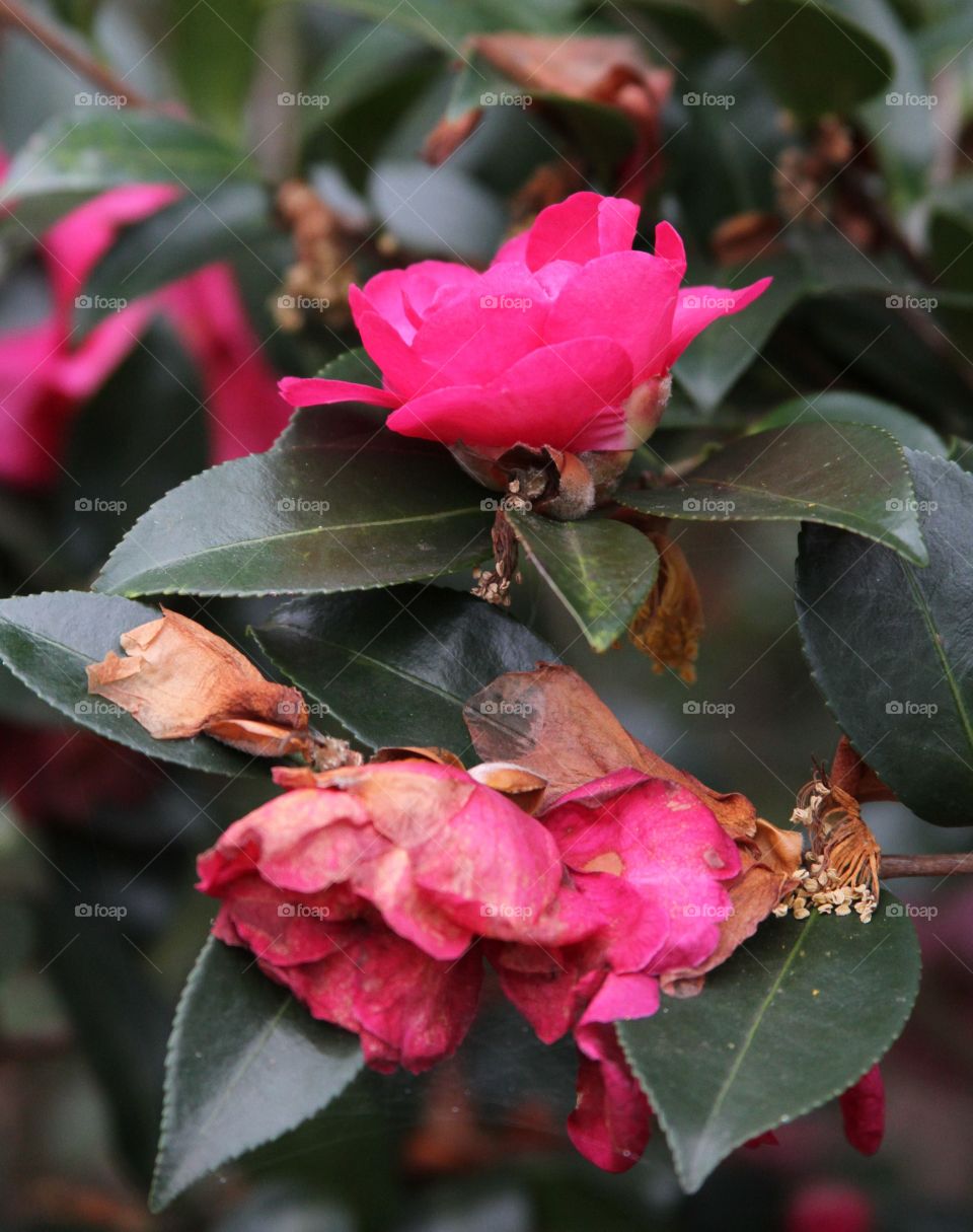 life cycle of a flower