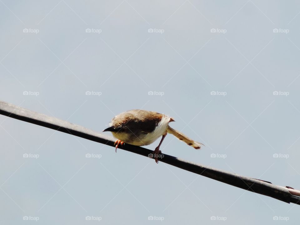 small bird
