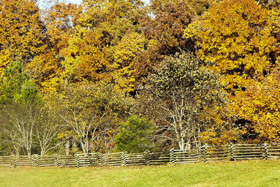 rough lumber fence in front of autumn color trees