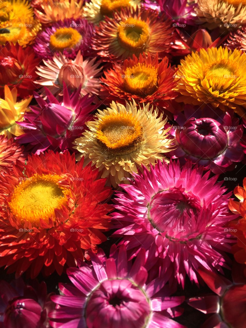 Multicolored flowers of the immortelle, collected together.