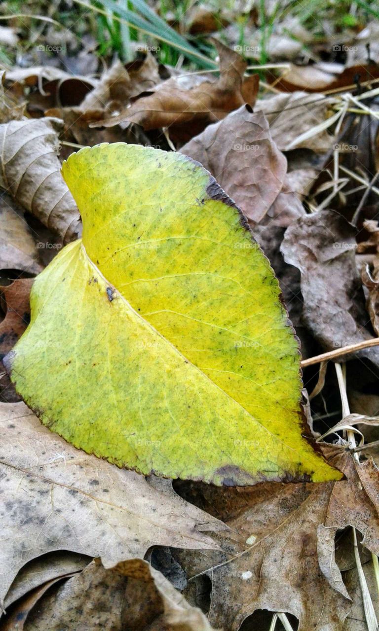 Fall Leaves