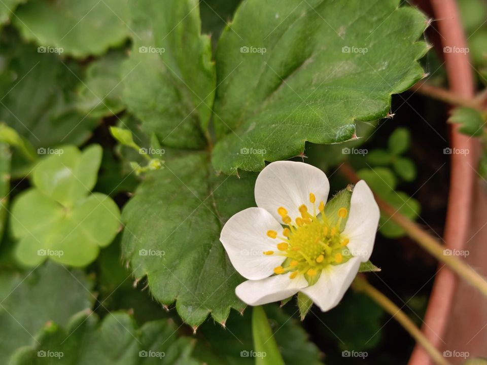 Strawberry blossom