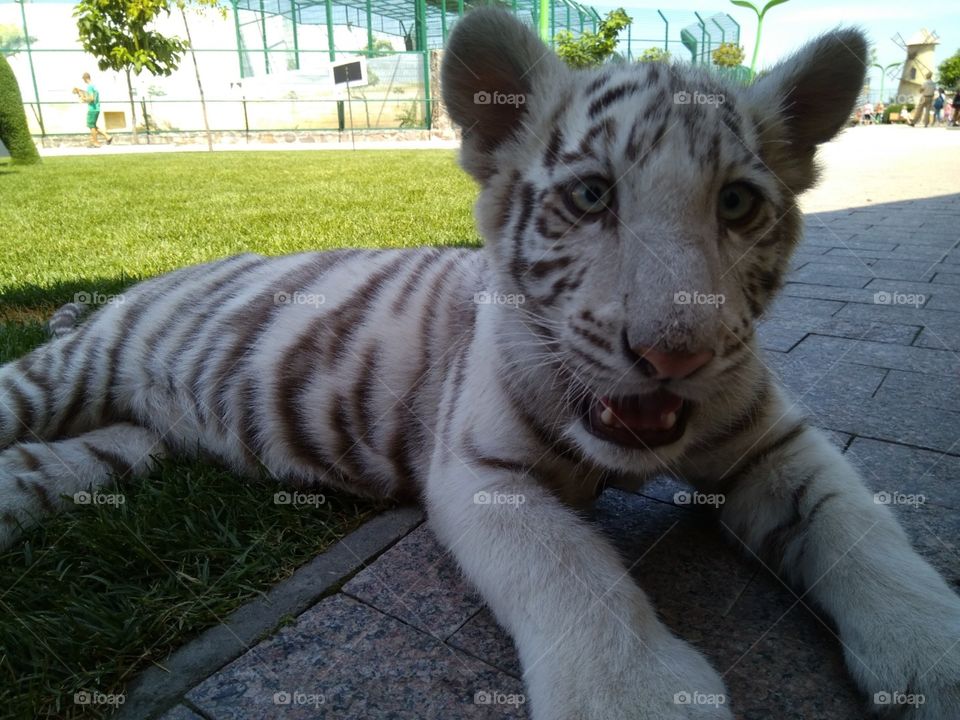 Little tiger, white tiger