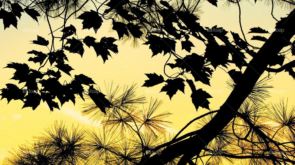 Silhouette of leaves from sunset