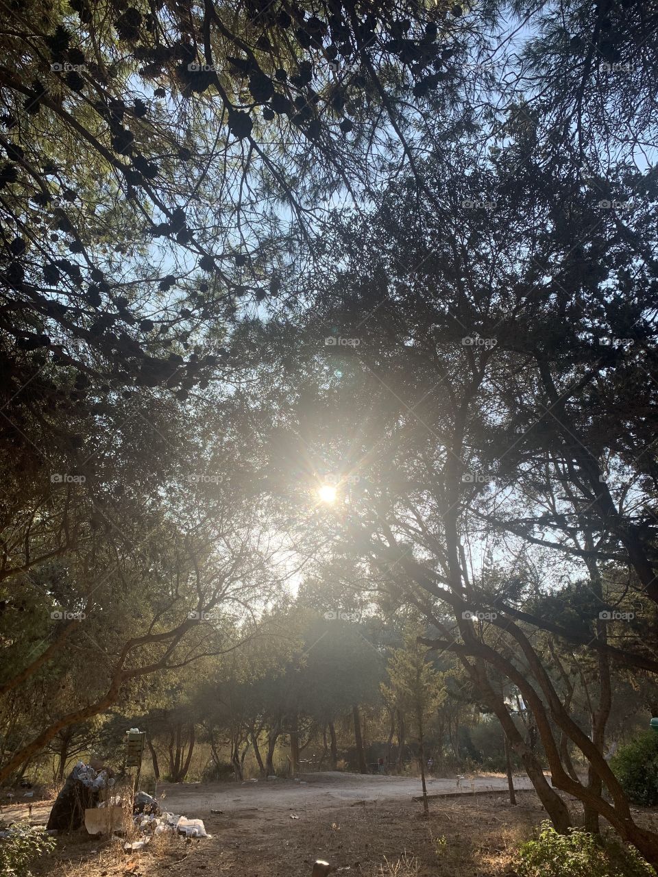 The sun through the trees 