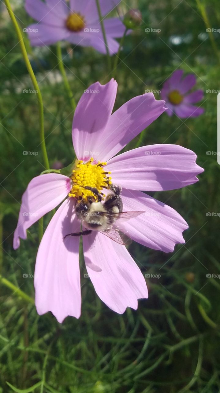 Bayside, Queens NYC - August 2017 - Taken on Android Phone - Galaxy S7 - Bee on  a Pink Flower