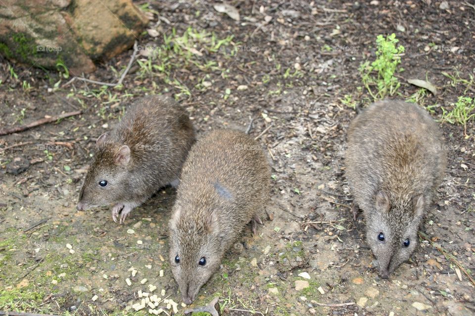 Bettongs