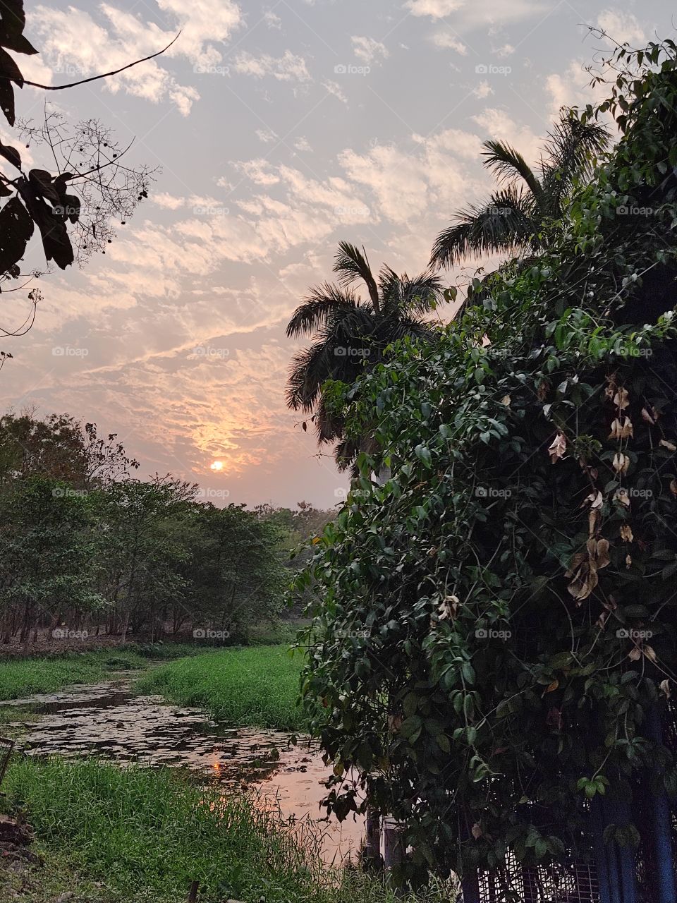 Beautiful trees and evening view
