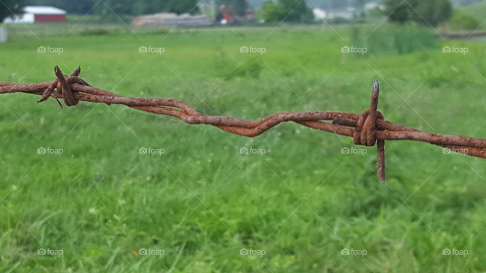 barbed wire