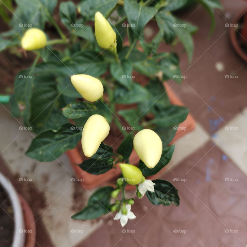 yellow chilli