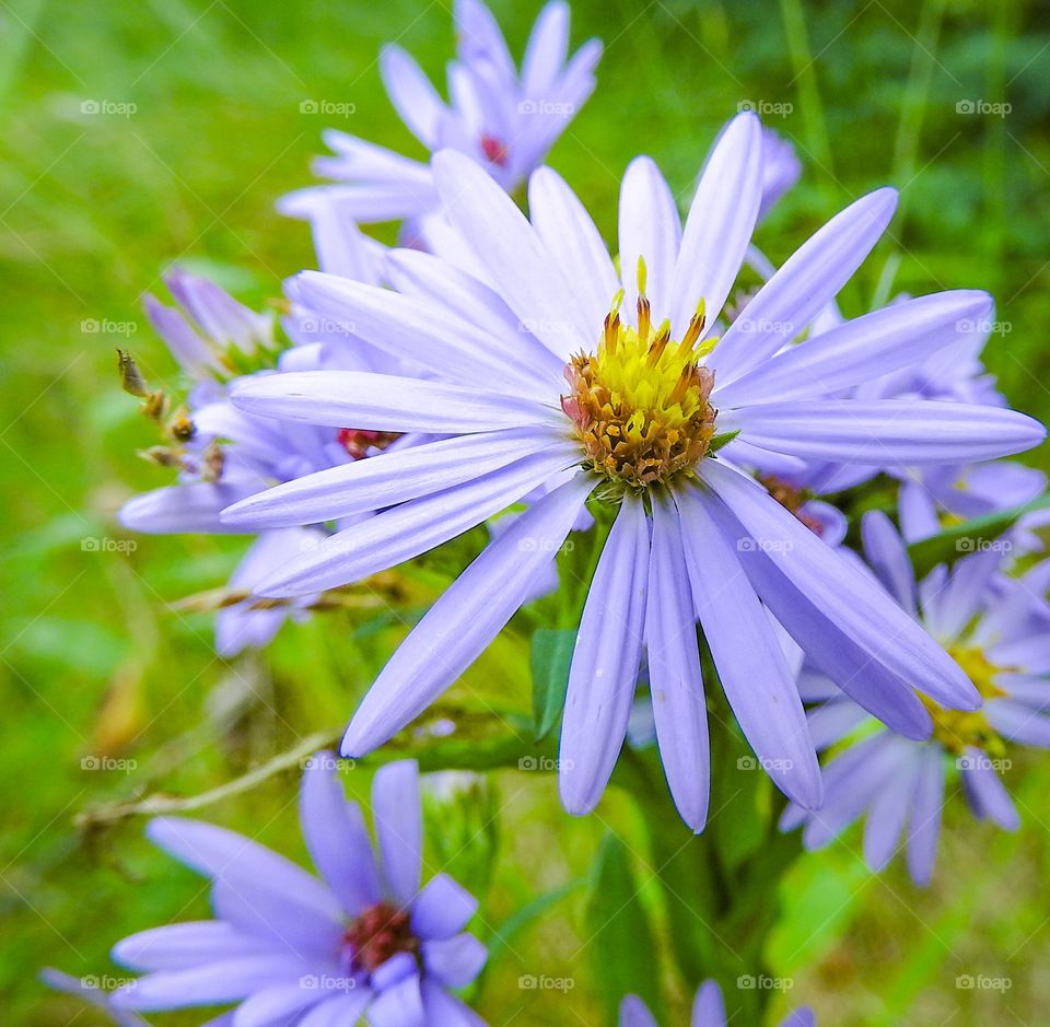 Closeup flower on a hike in Banff Alberta