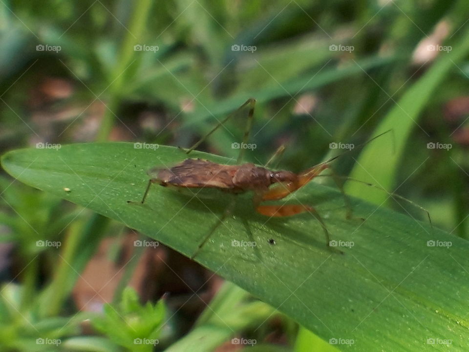 assassin bug