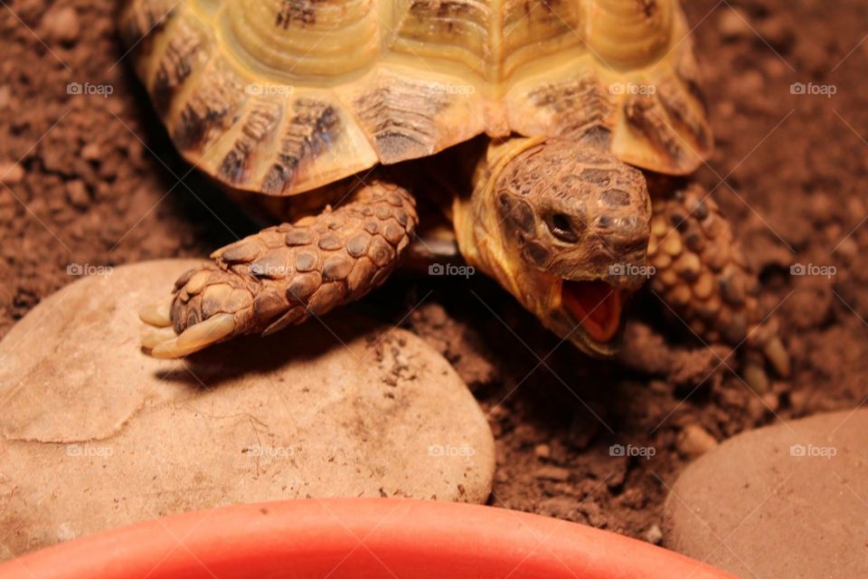 My pet horsefield tortoise