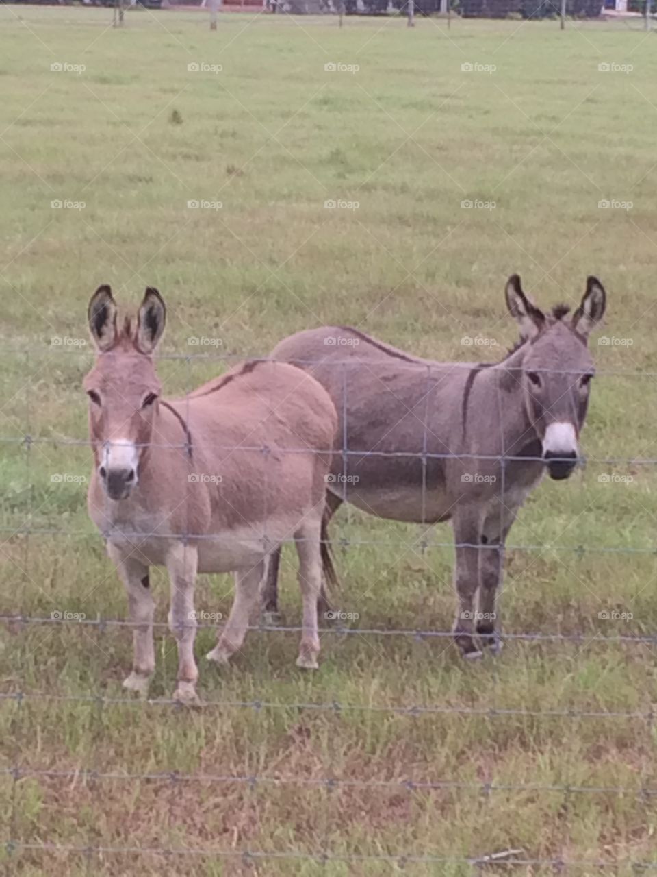 Pair of baby donkeys