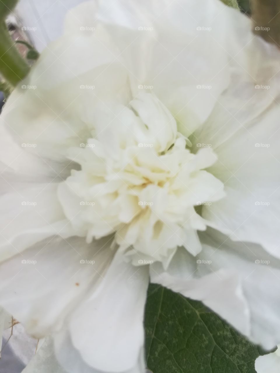 Stockrose hollyhock weiß Pflanze