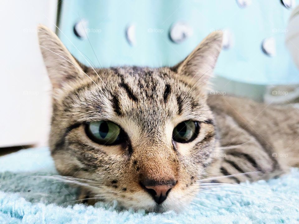 Close up of a Tabby cat laying on a tiffany blue color rug in front of a matching curtain.