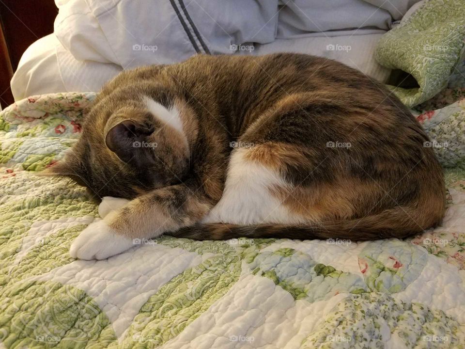 Hepburn, All Curled Up