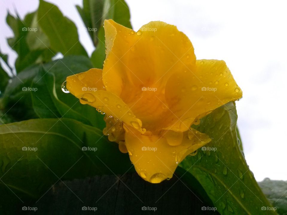 rainy day flower