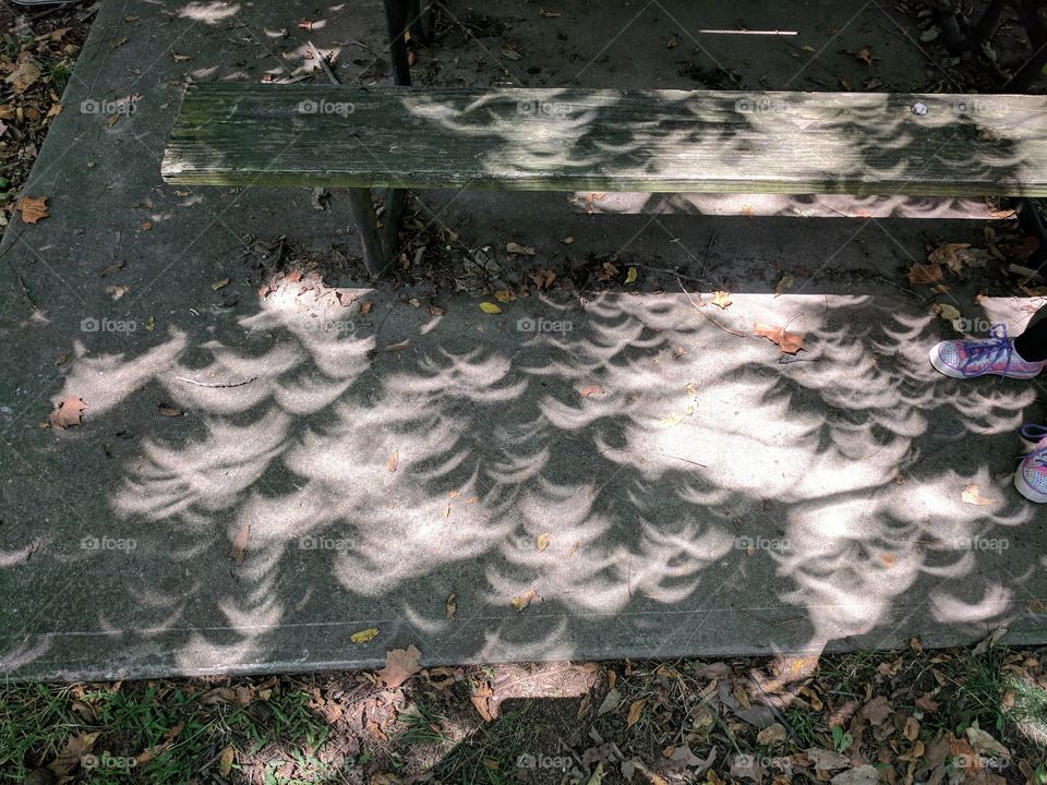 total eclipse shadows through trees