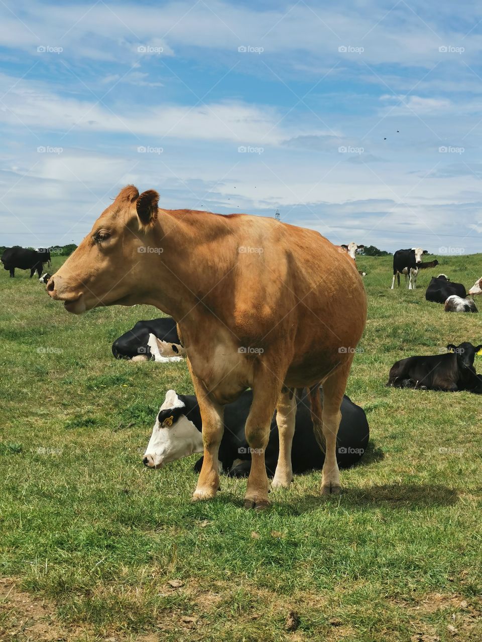 Cow Posing, Hoddesdon, Hertfordshire