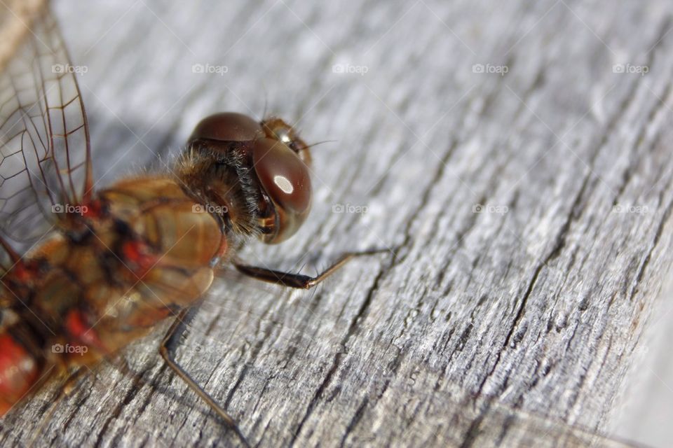 Close-up of common darter dragonfly