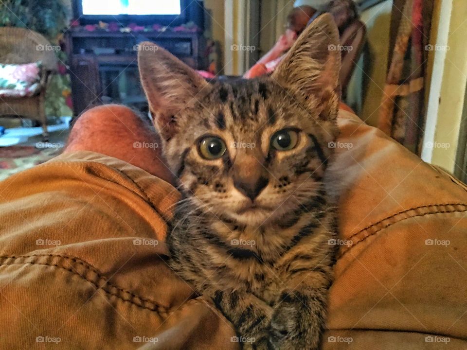 Kitten in the lap