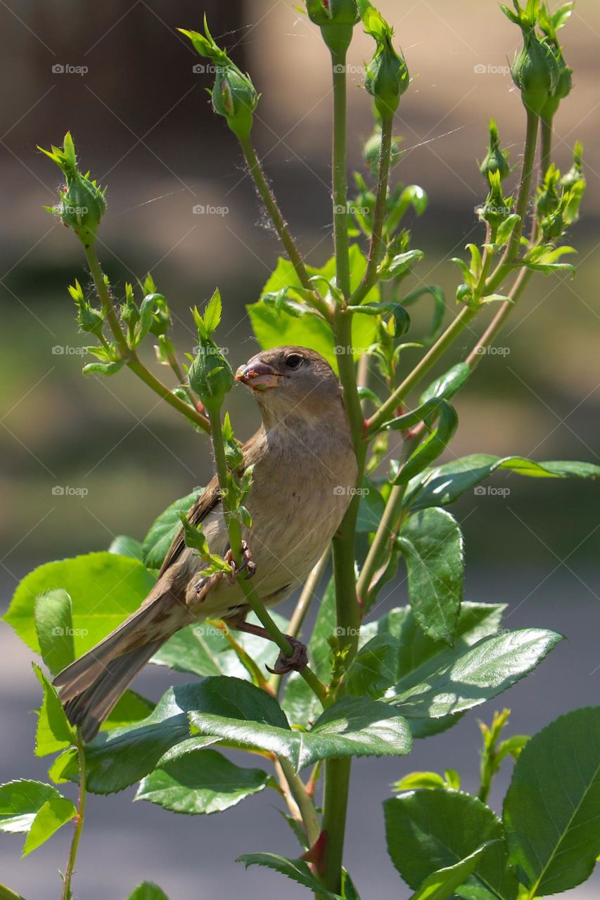 Sparrow at rose bush