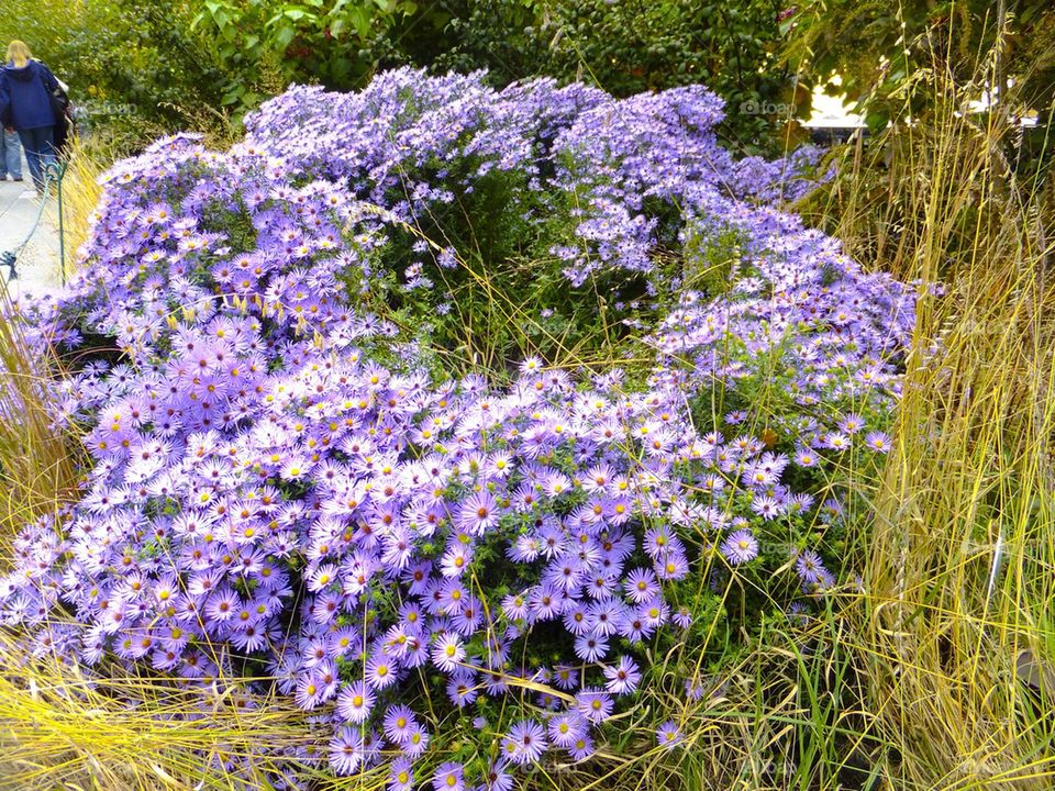 NEW YORK CITY HIGH LINE PARK BUSH OF PURPLE FLOWERS