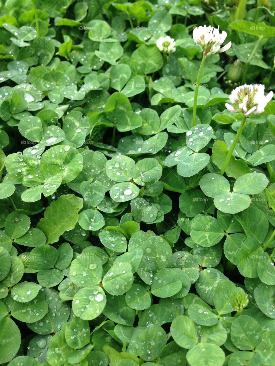 Close up of clover after rain