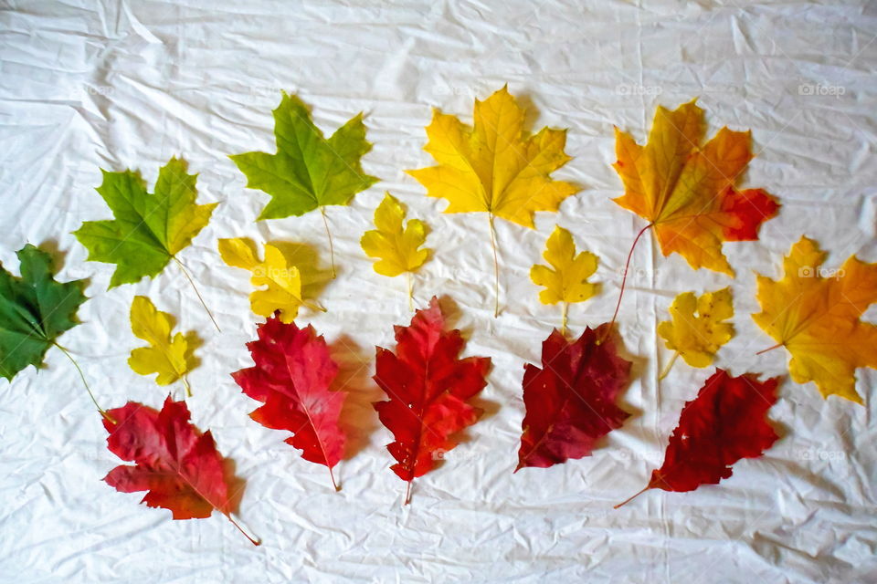 colorful autumn leaves