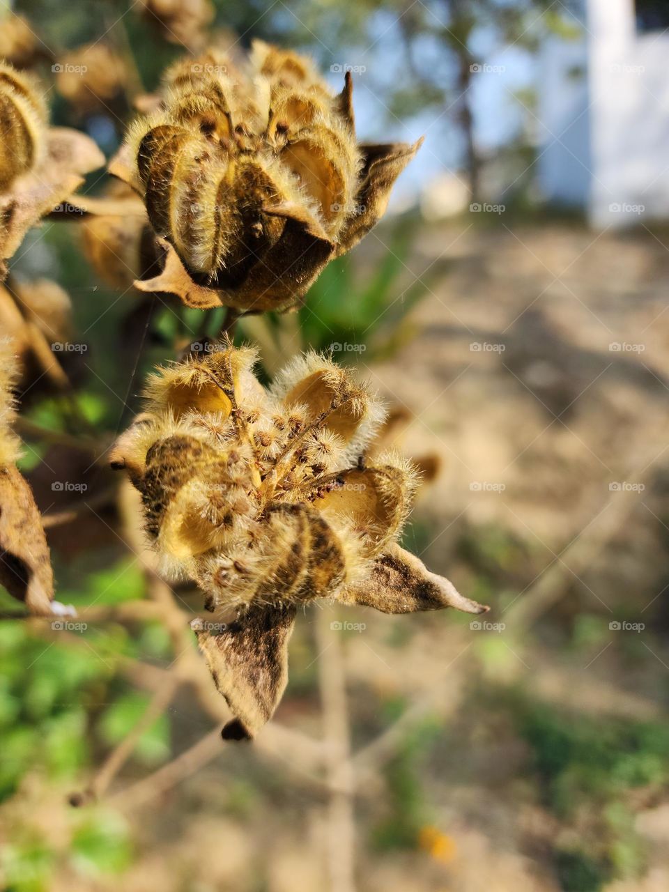 Dried flower closeup