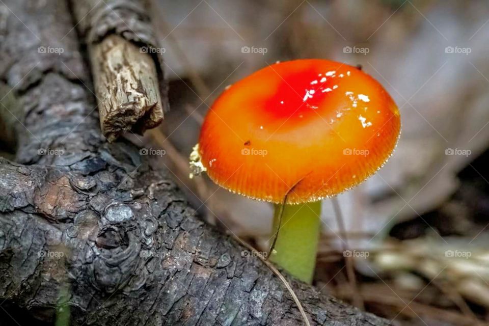 fungus