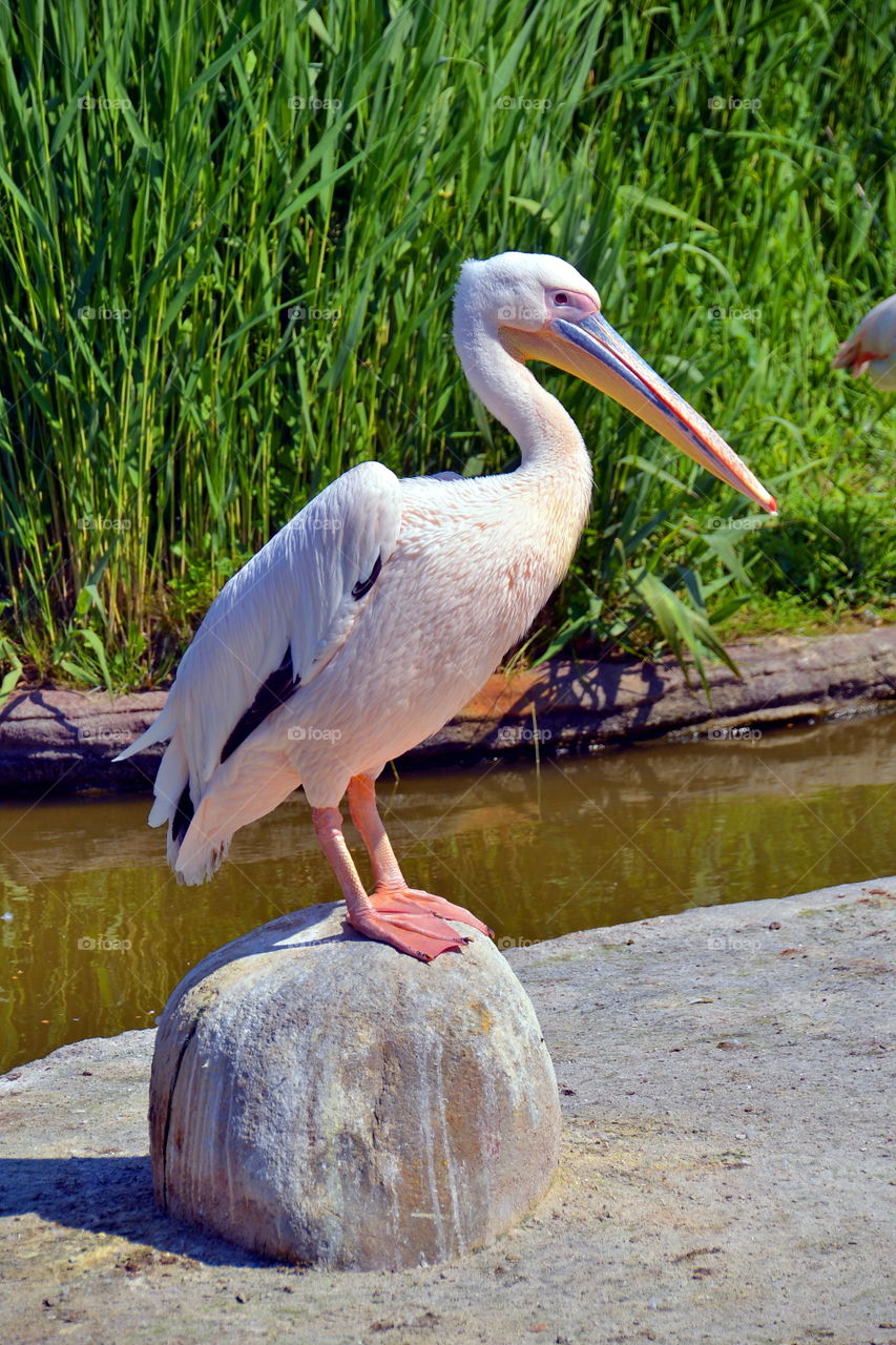 Close-up of pelican bird