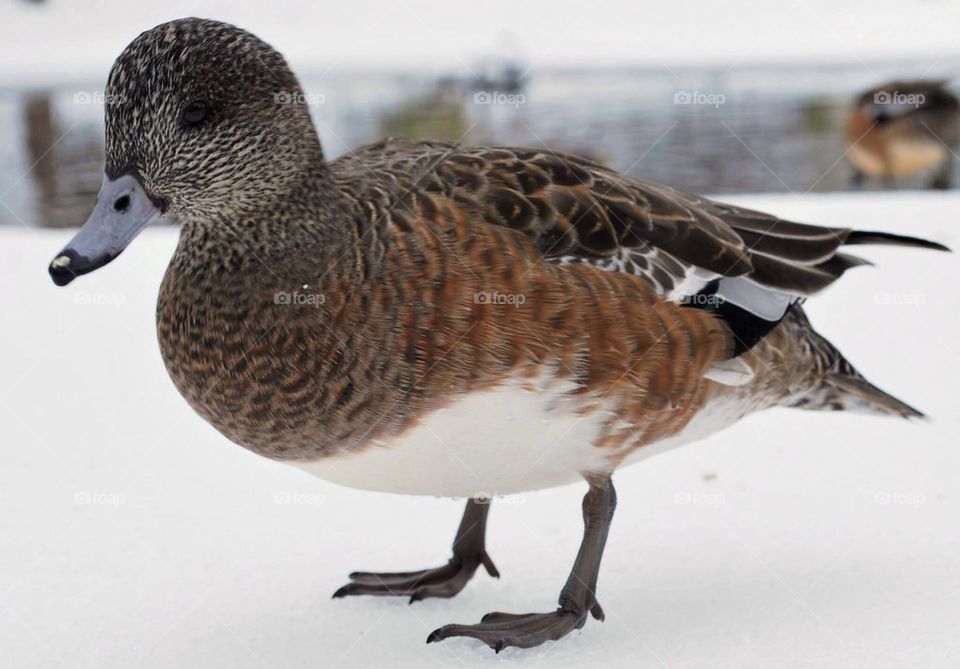 Widgeon Duck