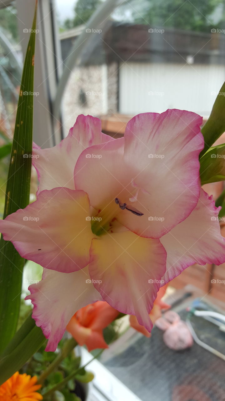 ping gladioli