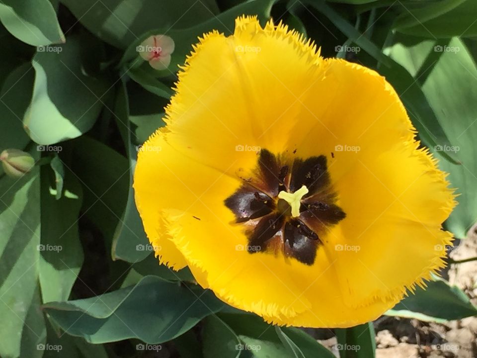 Yellow and White Tulip