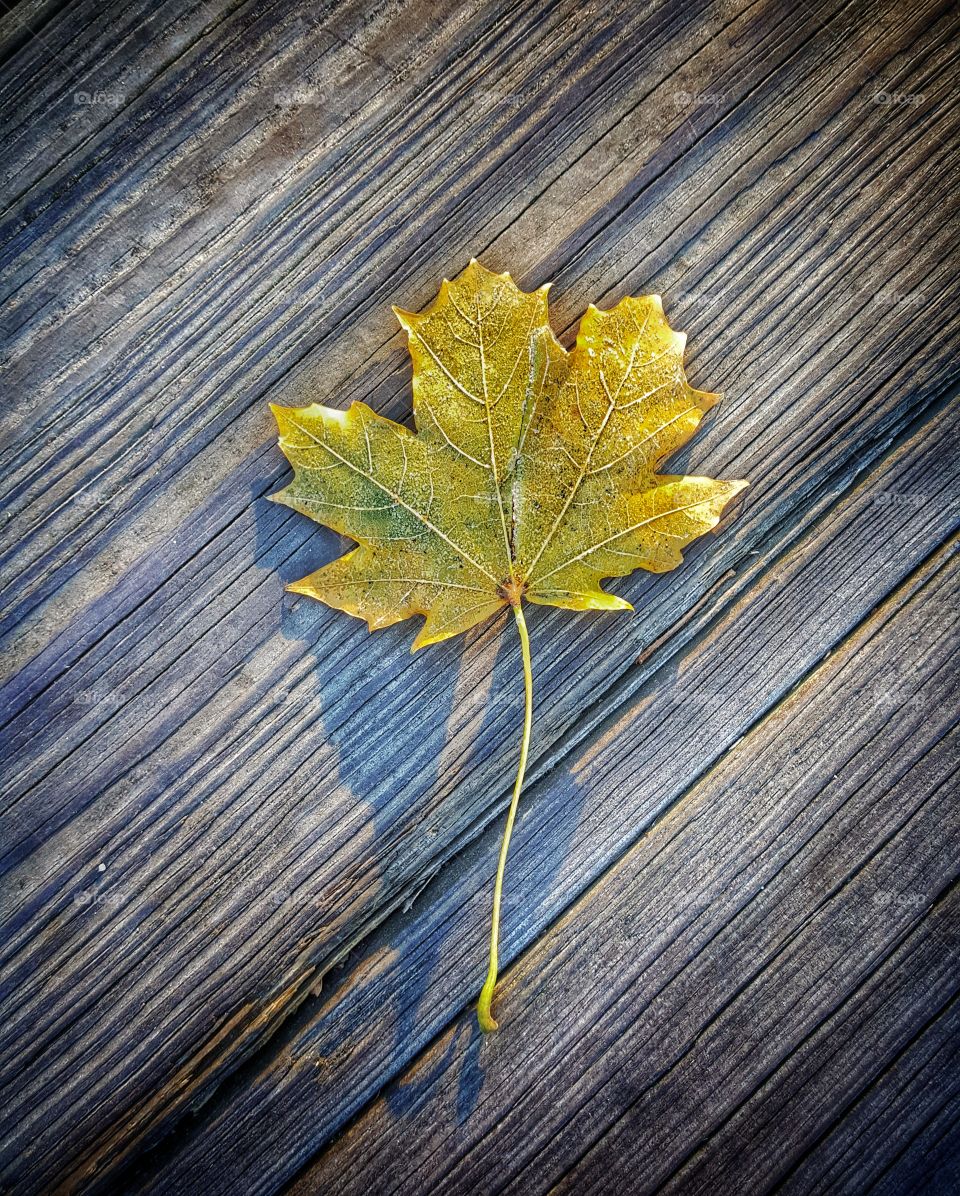 One single leaf on a gray walking bridge at a local park in Baltimore Maryland.  Took this picture this morning before boarding the lightrail on my way to work!