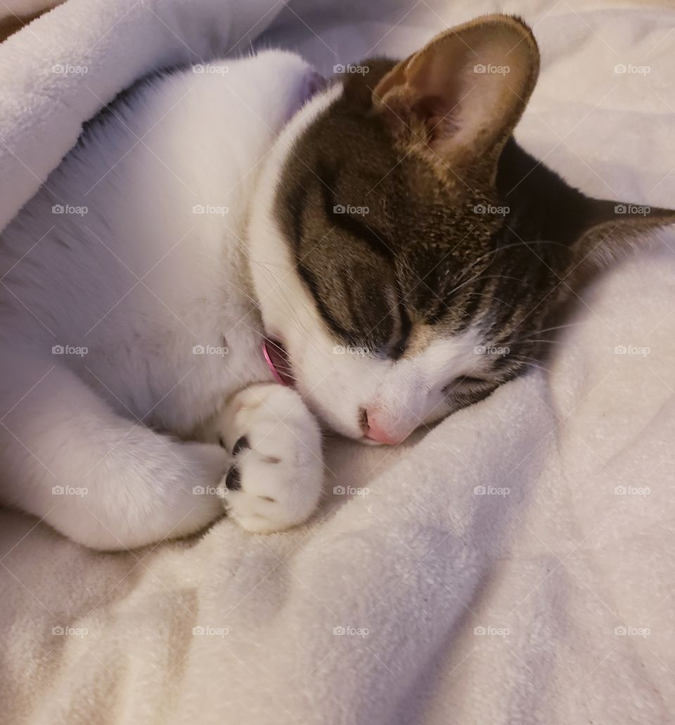 soft kitty , warm kitty .......